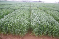 7. don jaime y don ricardo