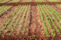 10. diferencias en vigor de partida