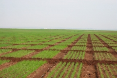 11. ensayos en enero