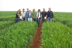 12c. visita etsiam junto a trigo duro