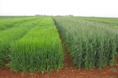 13. bandas de cebada y triticale