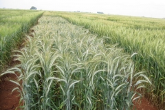 28. triticale inperioso