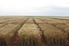 31. ensayos a finales de mayo