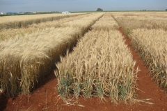 32. don sebastian y jb1