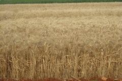 33. bandas de trigo duro