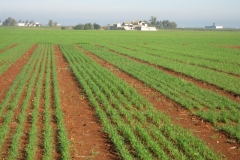 5. bandas de desarrollo en enero