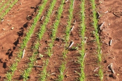 8. nascencia en ensayos