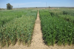 10. resistencia a septoria