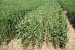 11. susceptible a septoria