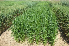 13. tha 1802 resistente a septoria