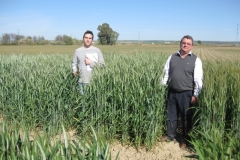 16. ensayos triticale