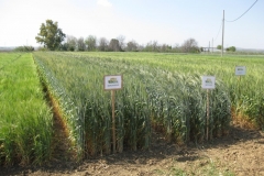 17. bandas triticale