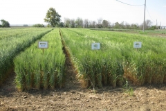 18. bandas trigo duro