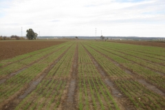 2. ensayos naciendo en tejada