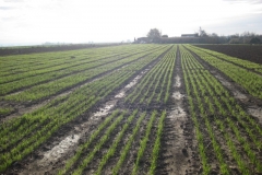 3. ensayos naciendo en tejada