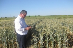 31. triticale en mayo