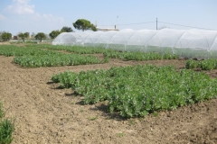 33. ensayo habas solibam