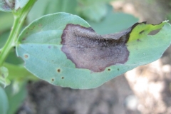 43. botrytis