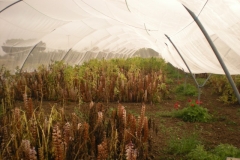 43c. jopo en interior del tunel