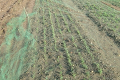 44. ensayos guisante en enero