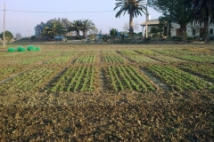 46. ensayos guisantes en febrero