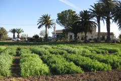 47. ensayos en marzo