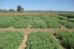 48. ensayos en abril