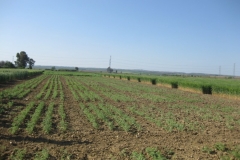 51. ensayos garbanzo en tejada