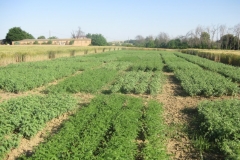 53. ensayos en mayo