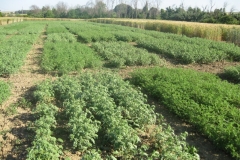 54. garbanzos en mayo