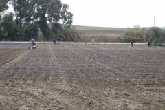 55. siembra vivero csic