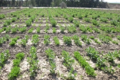 57. vivero csic