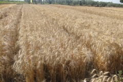 62b. bandas de trigo maduro