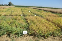 63. ensayo garbanzo madurando