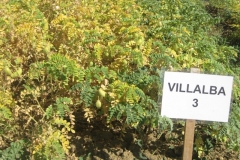 64. garbanzo ituci