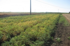 66. prebase de ituci