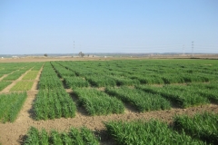 7. ensayos tejada en marzo