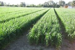 8. prebase antequera