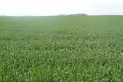 9. tejada alpizar ii