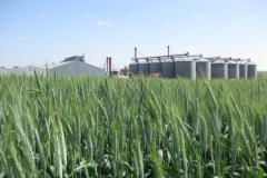 11. produccion de triticale