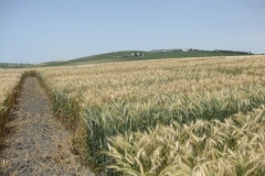 14. ensayos de triticale