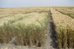 16. fuerte ataque de septoria tritici