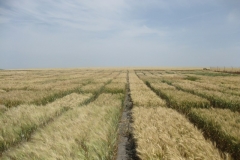 17. ensayos madurando