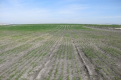 2. ensayos naciendo en febrero