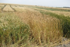 20. trigos antiguos