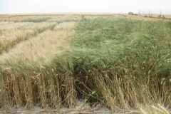 21. trigo duro moderno y antiguo