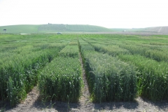 5. ensayos triticale