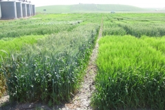 6. triticale y cebada