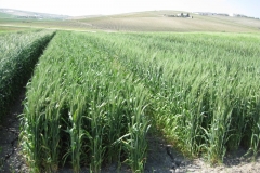 8. bandas de trigo harinero