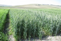 9. bandas de triticale